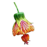 Farolito Japonés Abutilon Pictum Planta Nativa