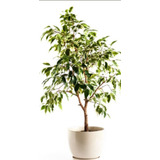 Ficus Variegados!! 80 Cm De Altura!! Gran Tamaño!! Oferta!!!