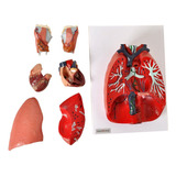 Sistema Respiratório E Cardiovascular Em Placa Com 7 Partes