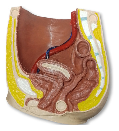 Aparato Reproductor Femenino Maqueta Salud Didáctico 3d