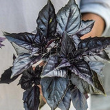 Semillas Premium De Albahaca Morada | La Huerta Orgánica!!