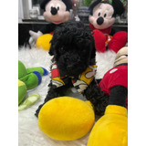 Filhote De Poodle Toy Black