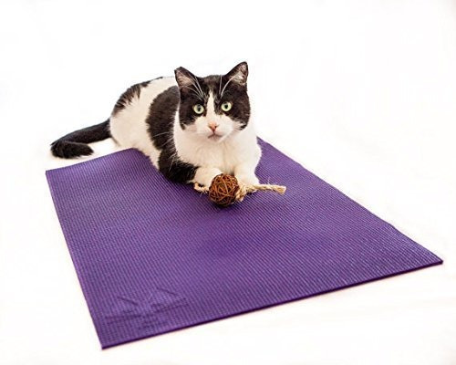Cat Esterilla De Yoga Con Gato Juguete. Cat Scratcher, Cama,