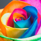 100 Semillas De Rosas Arcoiris Más Envío Gratis!! Oferta!!