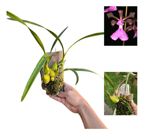 Orquídea Exótica Coleção Rara Encyclia Atropurpurea Adulta 