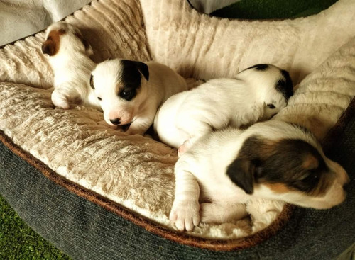 Hermosos Jack Russell Terrier