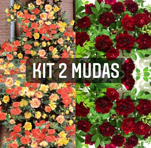 Kit Com 02 Mudas De Rosas Trepadeiras Enxertadas 
