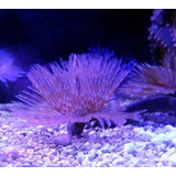 Coral Feather Duster (poliqueta) - Aquário Marinho