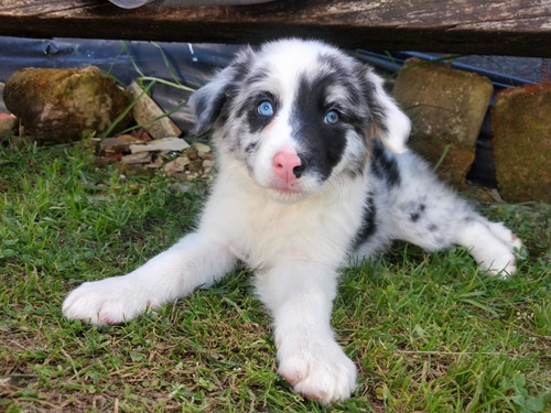 Cachorros Border Collie Mascotas Rionegro Medellin Bogotá