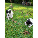 Cachorro De Jack Russell Terrier Hembra