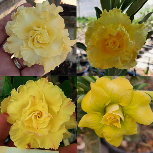 50 Sementes De Rosa Do Deserto Amarela Dobrada/tripla 