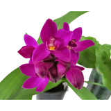 10 Orquídea Grapete Spathoglottis Unguiculata Cheiro De Uva 