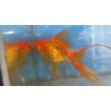 Peces. Carassius Reproductor Macho Goldfish 