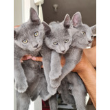 Gatitos Azul Ruso