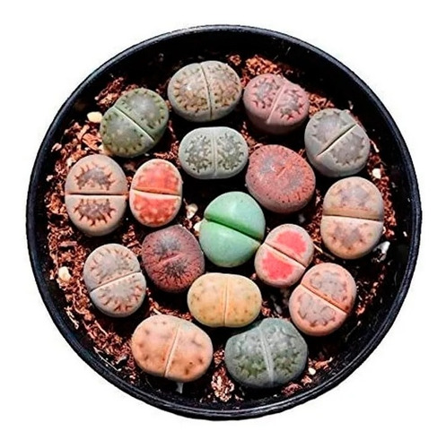 Semillas Plantas Piedra Lithops Mix 50 Unidades Variadas