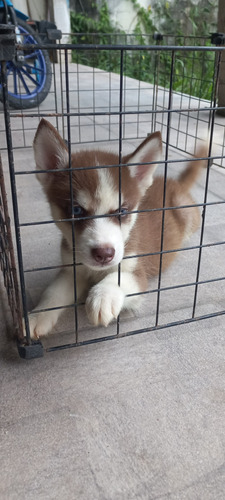 Huskys Siberiano 1000avista 1200 Parcelado