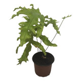 Samambaia Azul (polypodium Aureum)