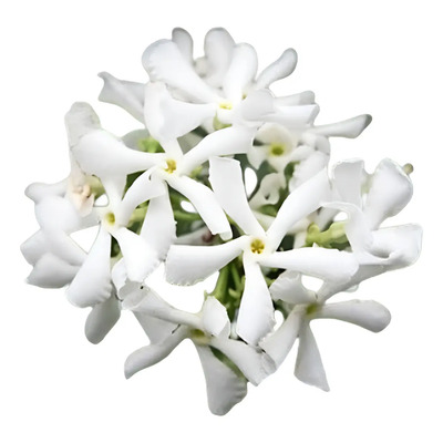 Jazmín De Leche Planta 40cm Trachelospermum Jasminoides M.e. | Meses sin interés