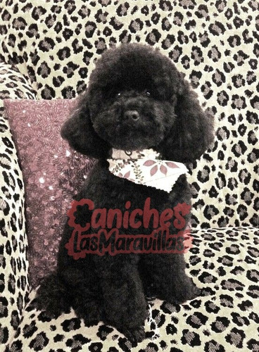 Cachorro Caniche Negro 0019