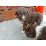 Reserva Seña Cachorros Border Collie Marron Chocolate Puros