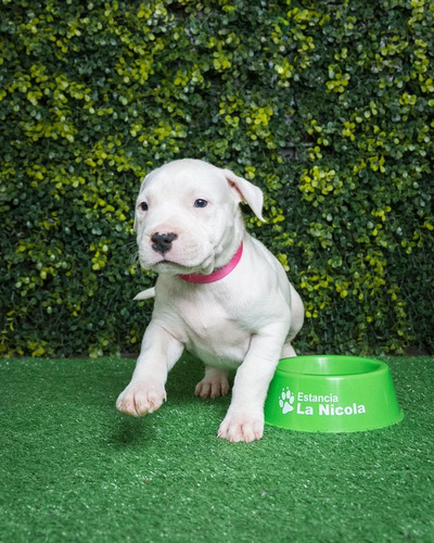 Cachorro Dogo Argentino 003