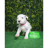 Cachorro Dogo Argentino 003