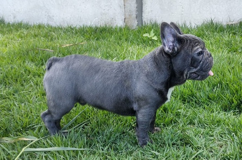 Filhote Macho De Bulldog Francês Blue Sólido