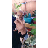 Chihuahua Hermosa Bebe 