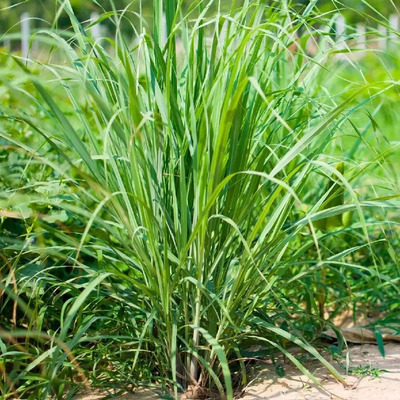 Esqueje O Planta De Zacate Limón Lemongrass Citronela | Meses sin interés
