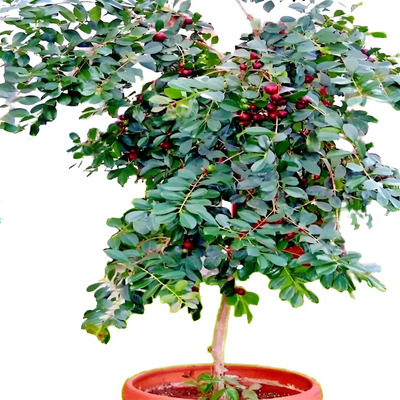 Guayaba Japonesa Frutal Enano Muy Dulces Cattle Roja M.e. | Meses sin interés