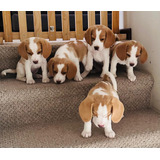  Hermosos Y Finos Cachorro Beagles , Bicolor ,inscrito Kcc