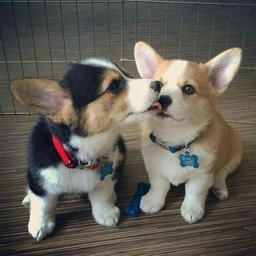 Perros Cachorros Corgi Galès De Pembroke Puppy Gales Dog