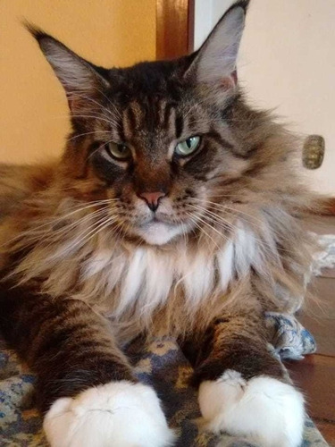 Maine Coon Linda Filhote