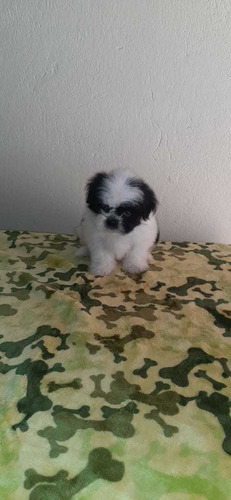 Cachorros Shih Tzu Puppy Perros Shitzu En Venta Tuluá Pets