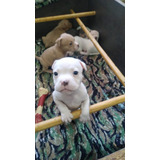 American Bully Pocket Cachorros