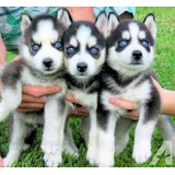 Husky Lobo Siberiano Hembra Y Macho