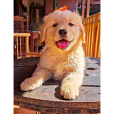 Filhote Golden Retriever  Pedigree Microchip Boavistakennel