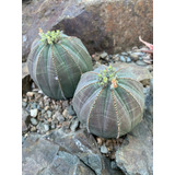 Semillas De Euphorbia Obesa 10 Semillas