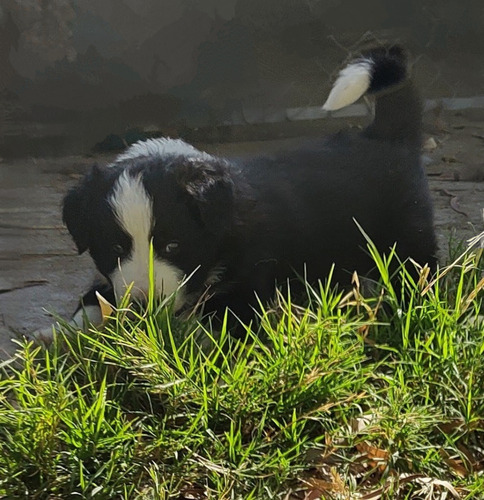 Hermoso Cachorro Border Collie. Seña/reserva 