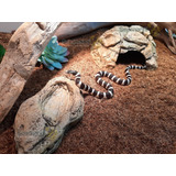 Toca P + Bebedouro  P - Para Corn Snake, Leopard Gecko, Etc.