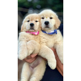 Golden Retriever Filhotes Enviamos Para Todo Brasil