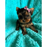 Hermosos Cachorros Yorkie Miniatura