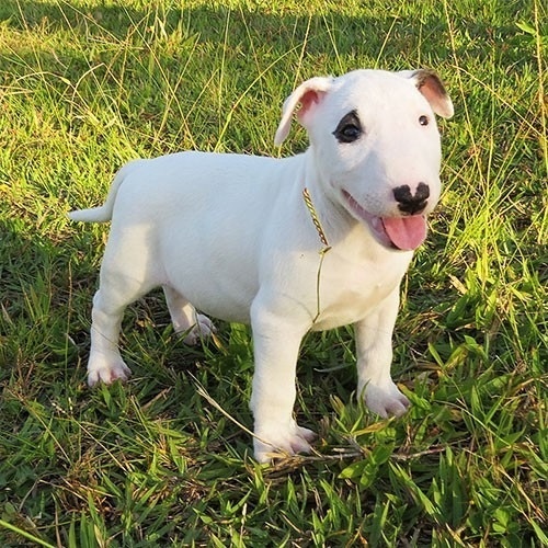 Bull Terrier Adoráveis Filhotes