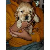 Cachorros Cocker Spaniel 