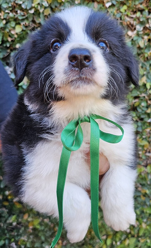 Cachorra Border Collie Con Pedigree Fca Ultima !! 