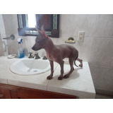 Xoloitzcuintle De 3 Meses