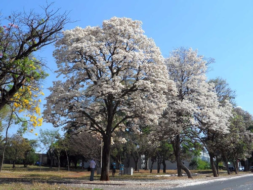 Pack Semillas Guayacan Blanco Tabebuia Roseo Alba X 70 Unds.