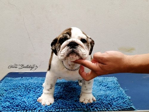 Bulldog Ingles Hembra Con Pedigree Raza Pura