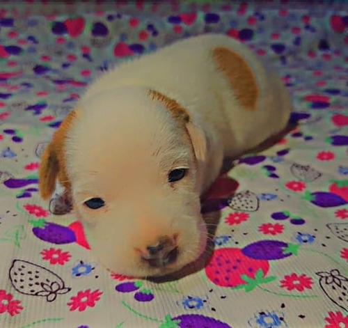 Jack Russell Bebe De Miel