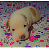 Jack Russell Bebe De Miel